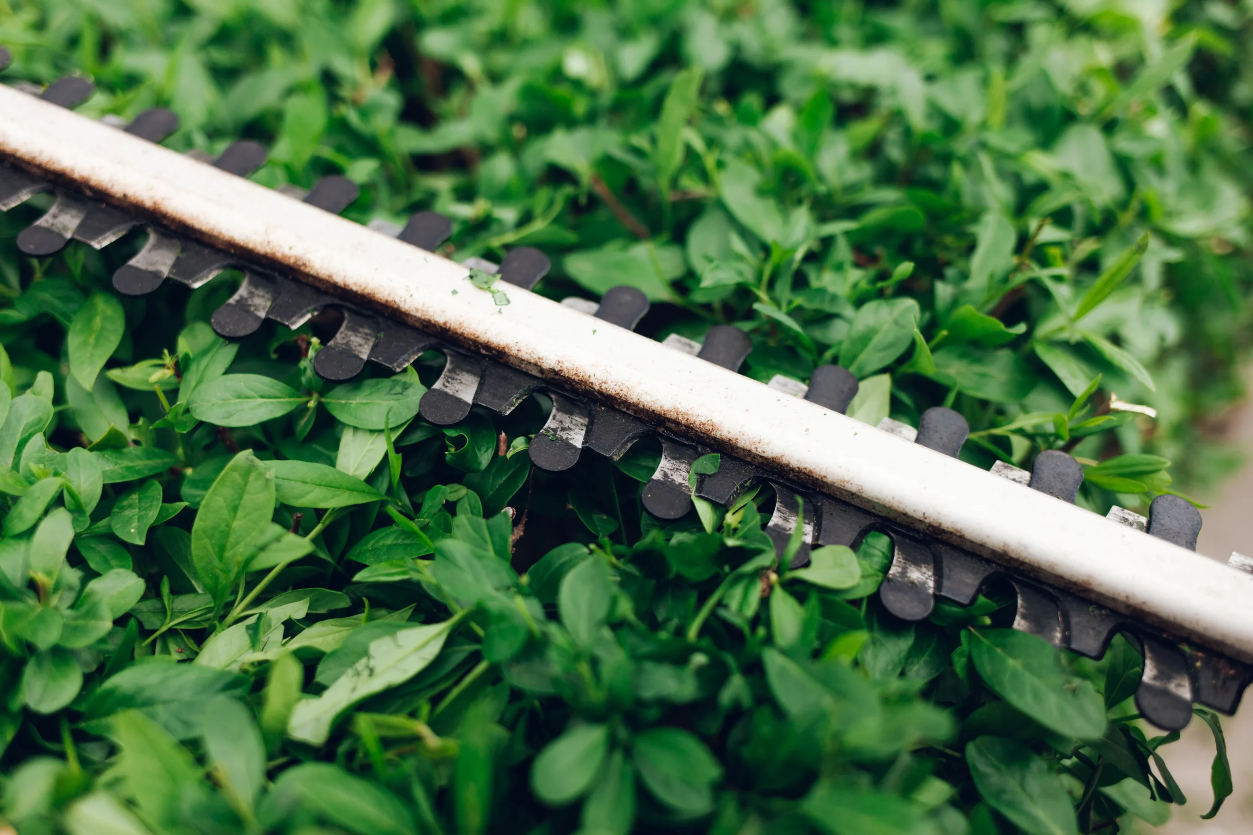 Bush cutter trimming Connecticut — Roldan Landscaping