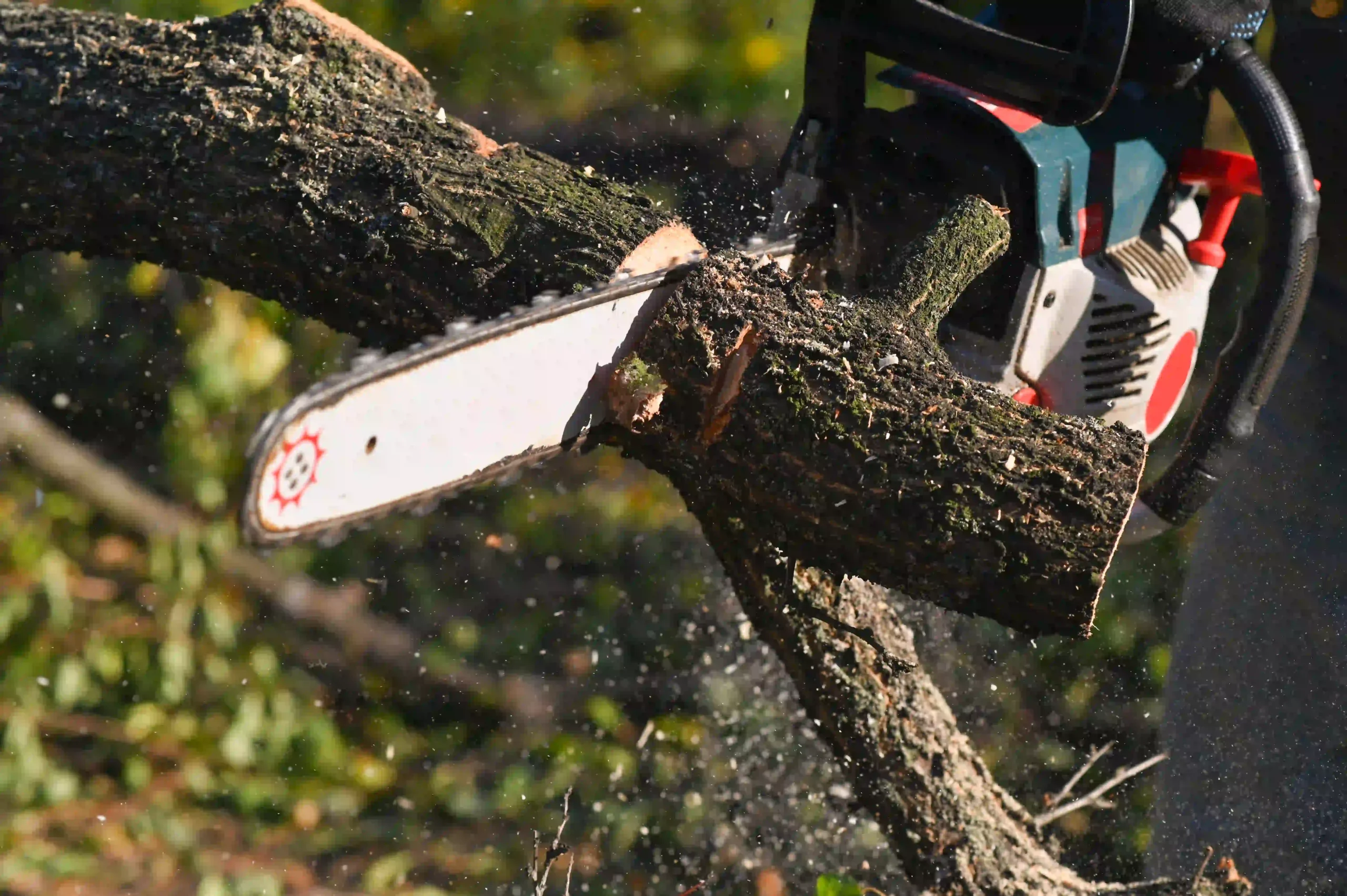 Tree service — Roldan Landscaping Connecticut