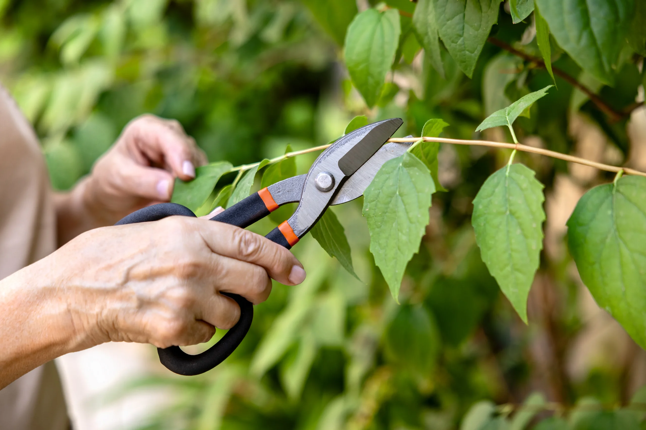 Branch pruning Connecticut — Roldan Landscaping