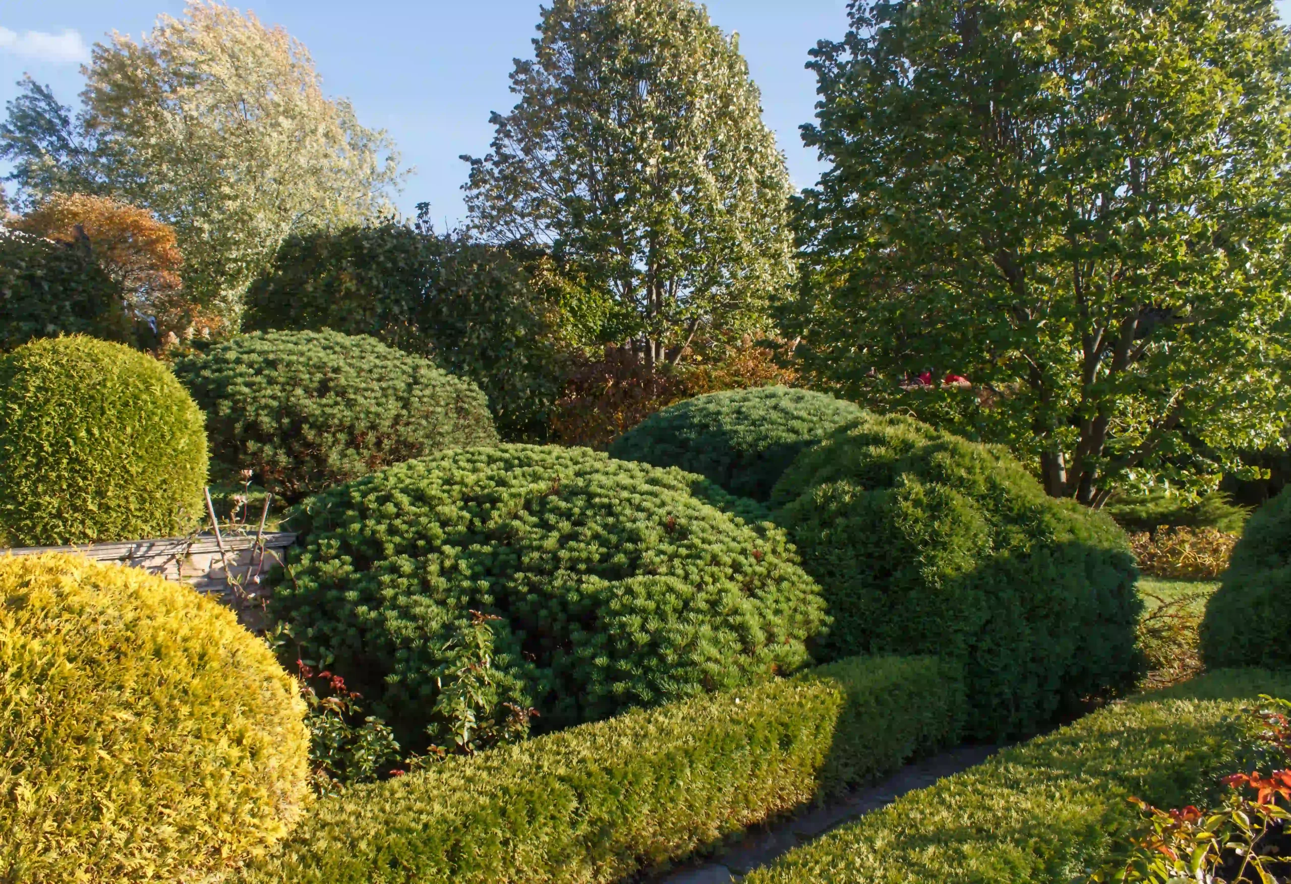 Bushes and shrubs service — Roldan Landscaping Connecticut