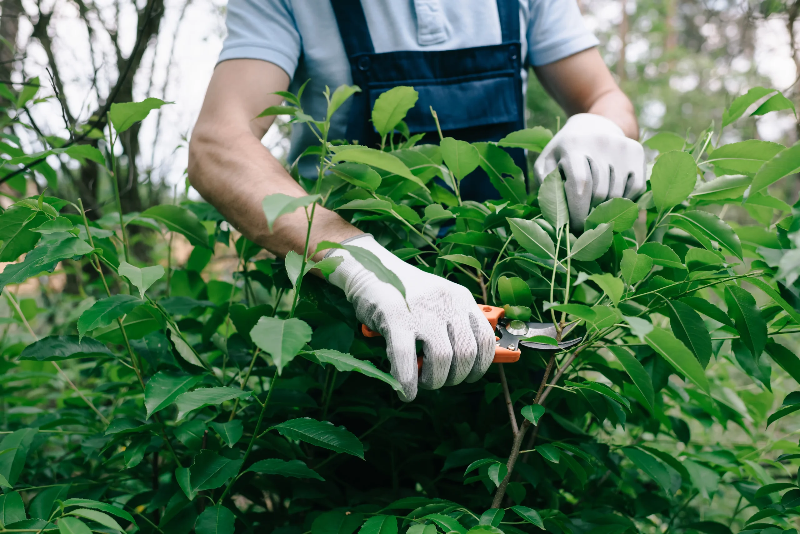 Bush pruning Connecticut — Roldan Landscaping