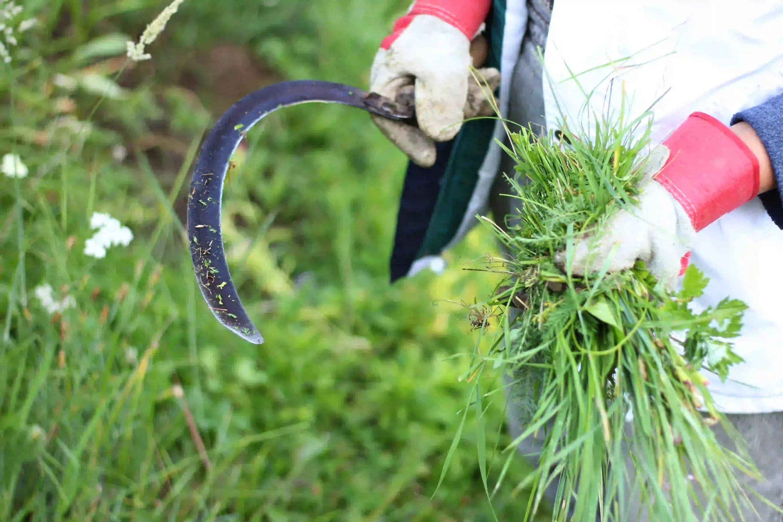 Weeding service — Roldan Landscaping Connecticut