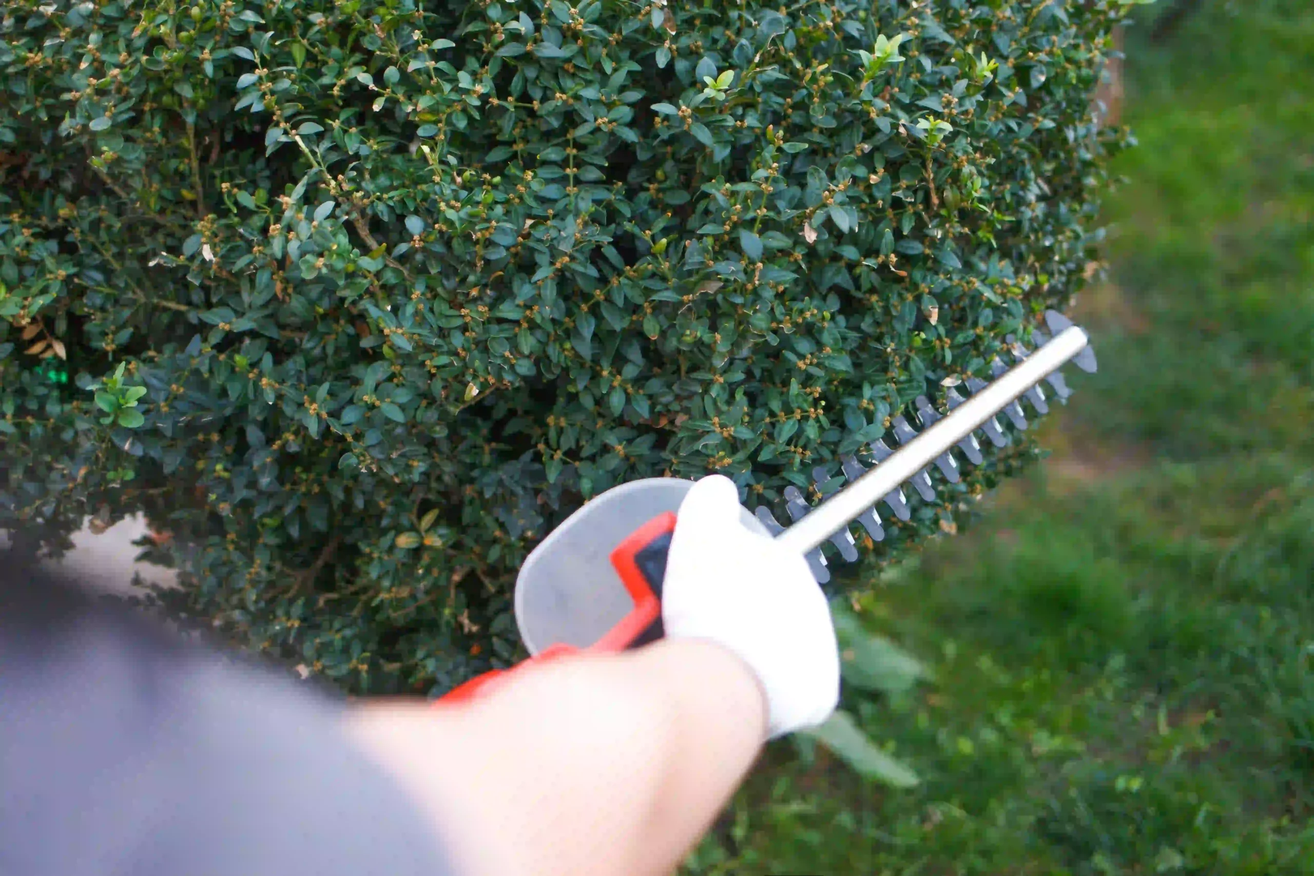 Trimming service — Roldan Landscaping Connecticut