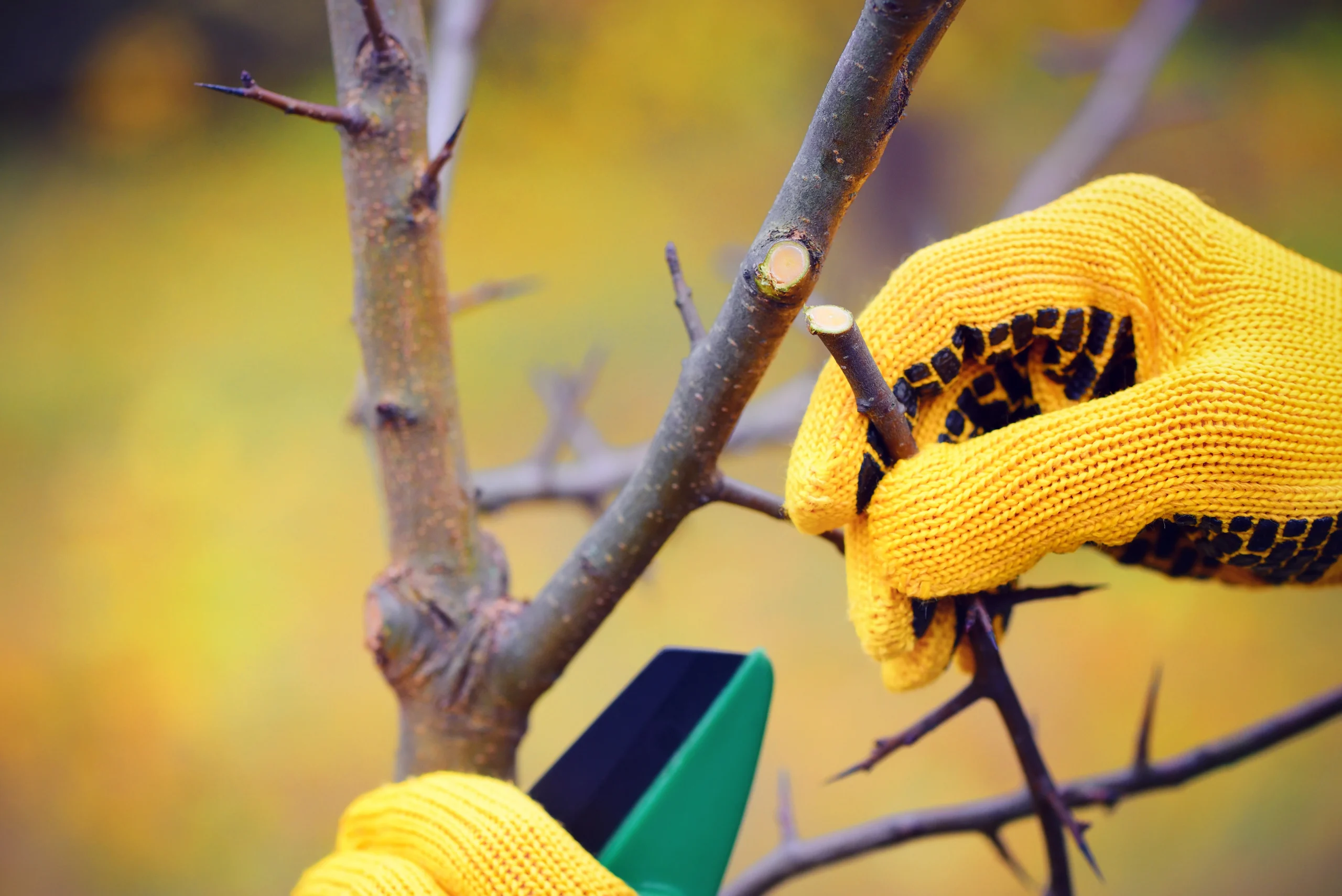 Gardener tree maintenance Connecticut — Roldan Landscaping