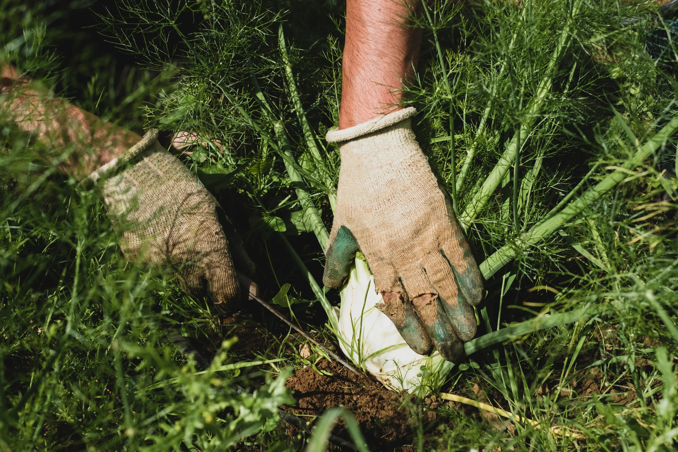 Garden harvest and weeding Connecticut — Roldan Landscaping