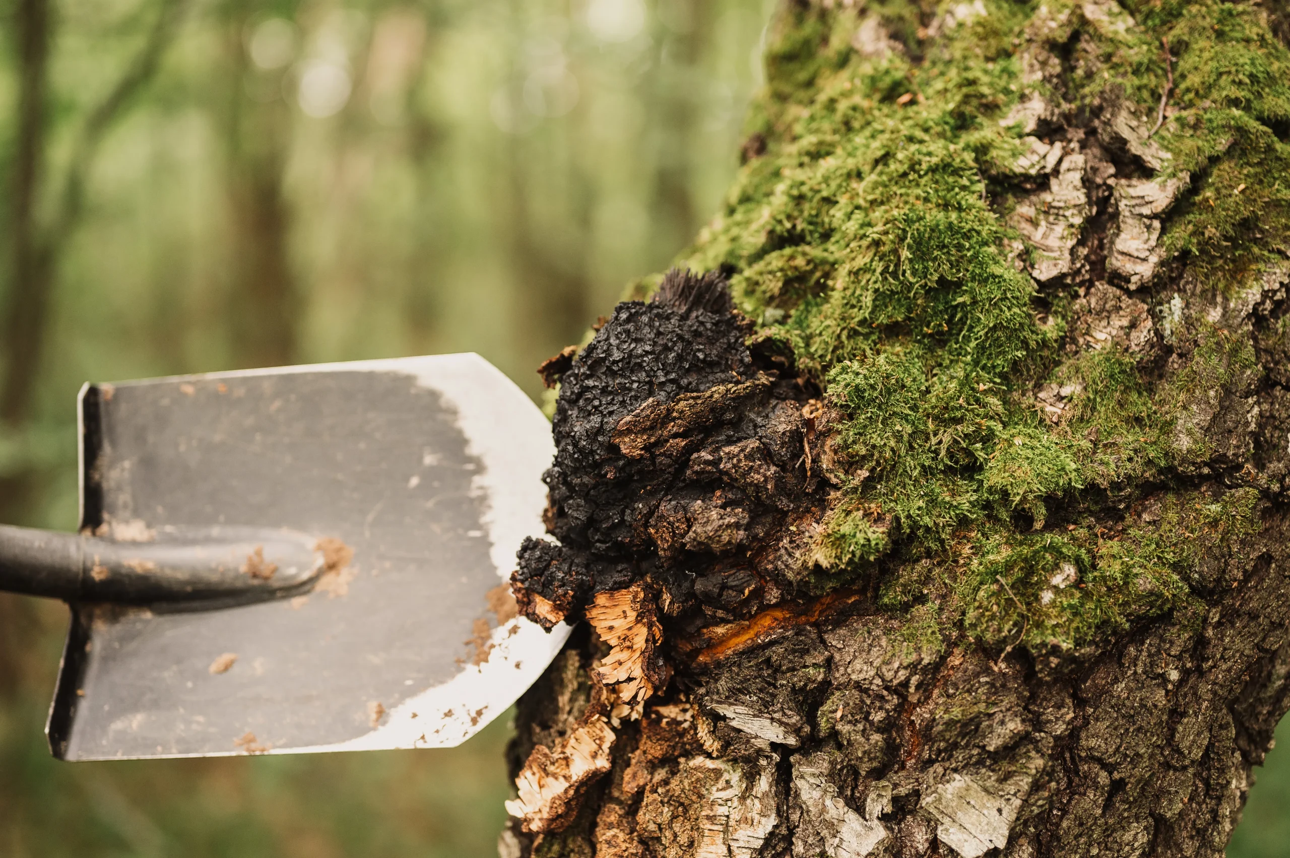 Tree maintenance Connecticut — Roldan Landscaping