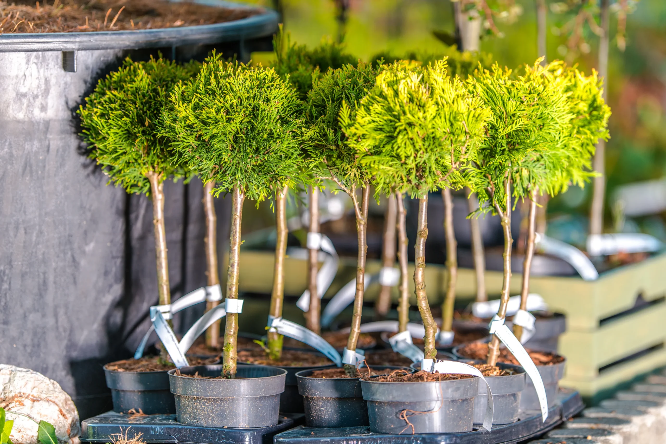 Tree planting garden Connecticut — Roldan Landscaping