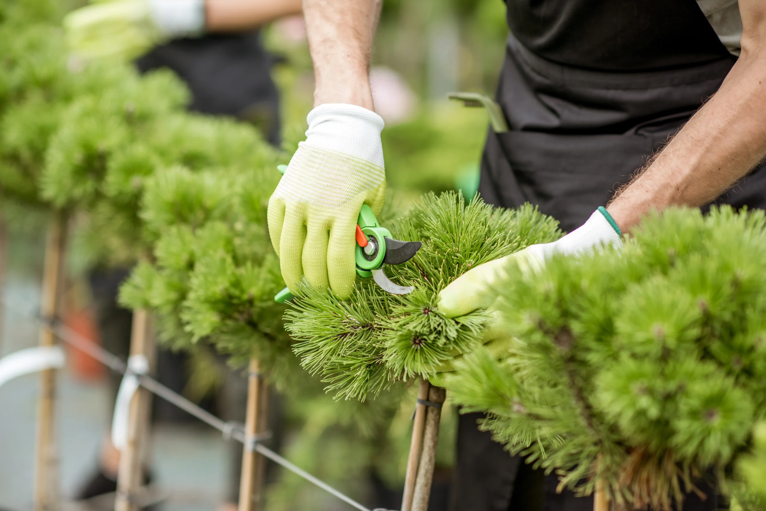 Roldan Landscaping team pruning ornamental trees in Connecticut