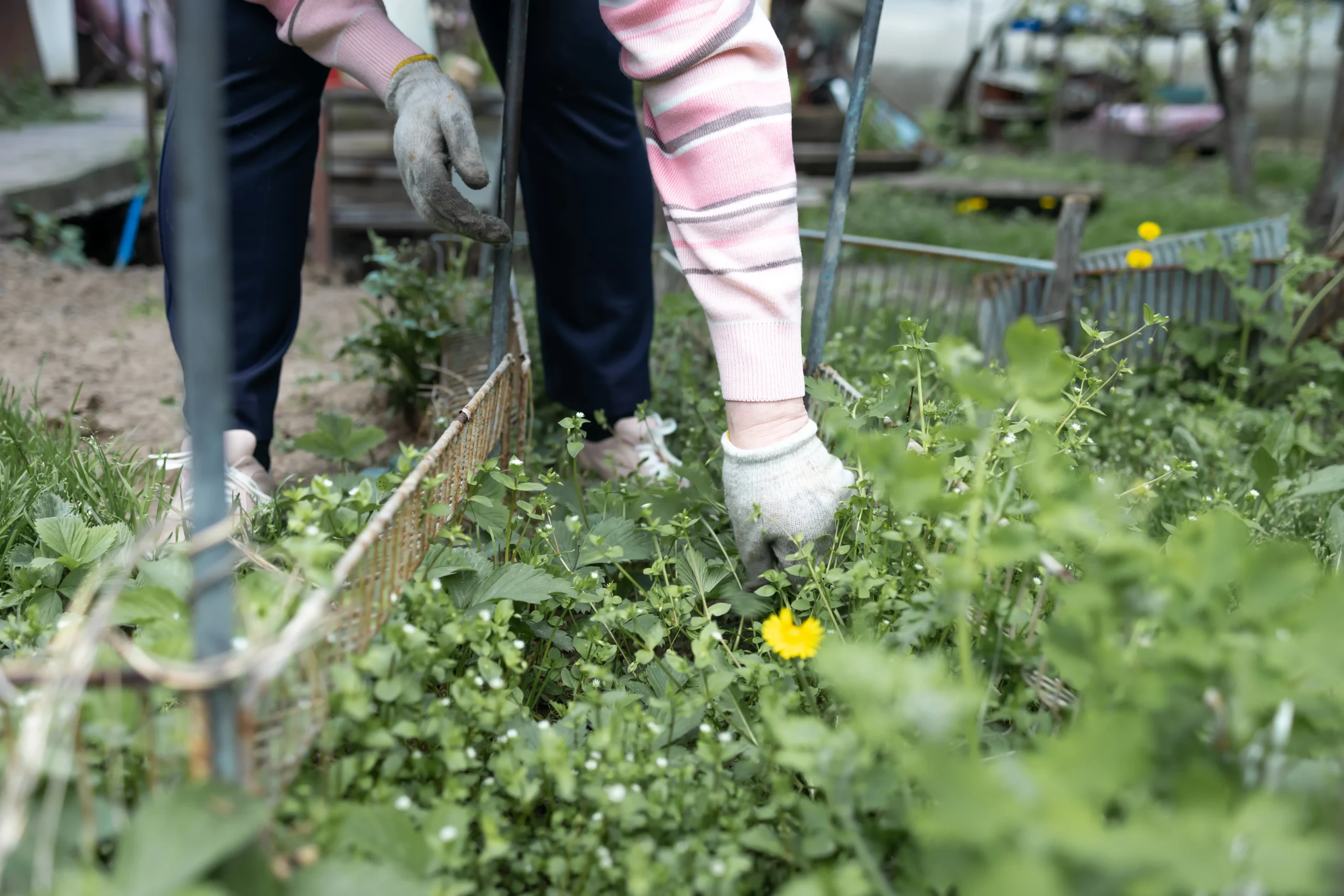 Weeding large garden Connecticut — Roldan Landscaping