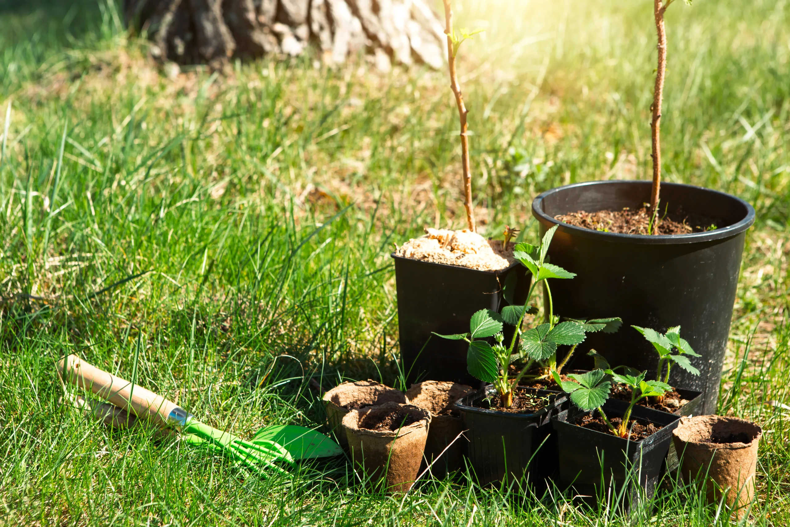 Seedling planting Connecticut — Roldan Landscaping