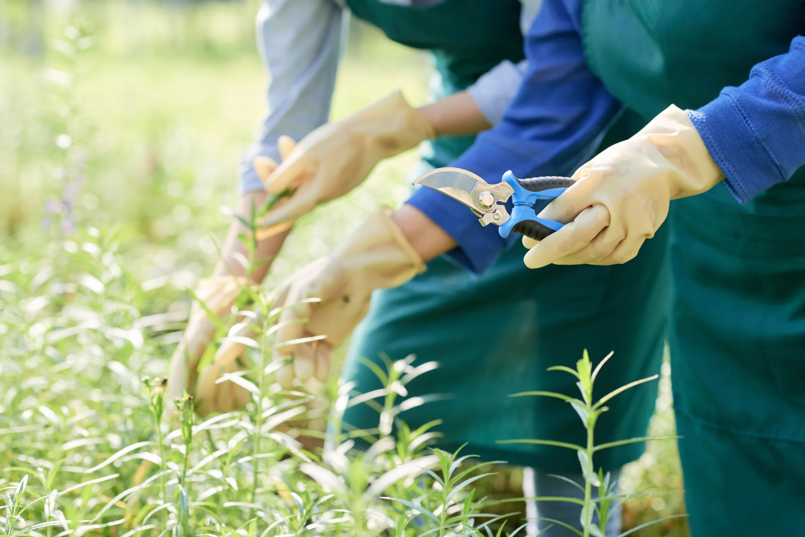 Plant care and weeding Connecticut — Roldan Landscaping