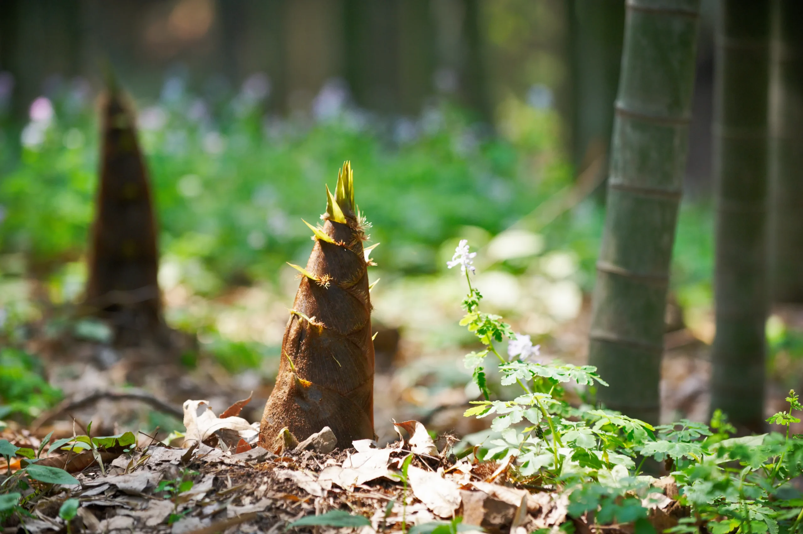 Young bamboo planting Connecticut — Roldan Landscaping