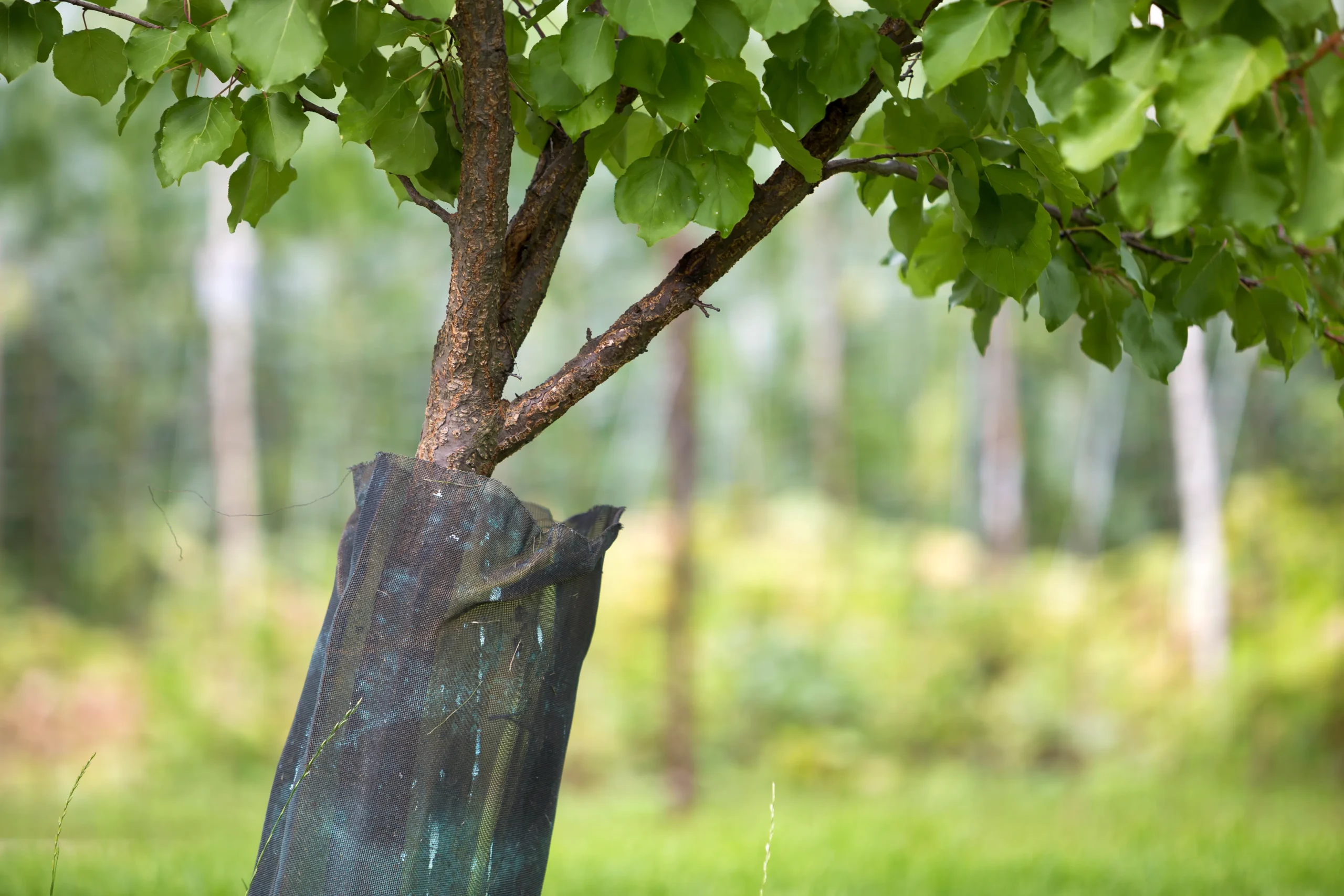 Young tree protection Connecticut — Roldan Landscaping