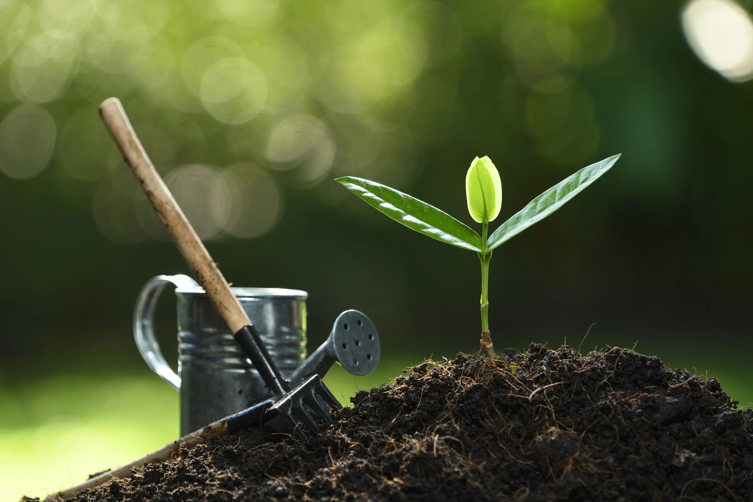 Young plant Connecticut — Roldan Landscaping